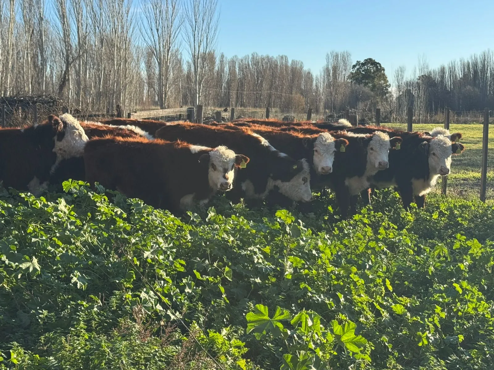 Ganado en el campo de Chacra La Mestiza